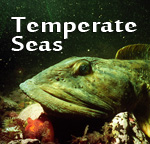 Temperate Seas